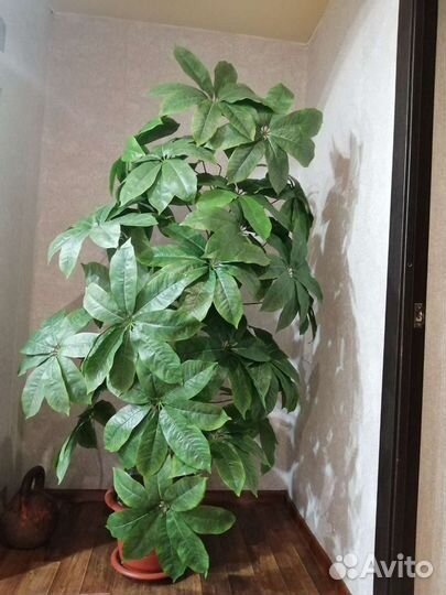 Шефлера дерево