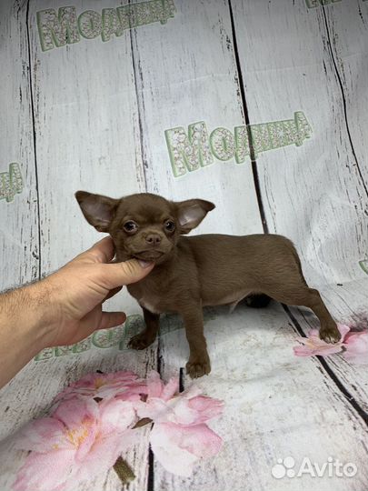 Мальчик чихуахуа