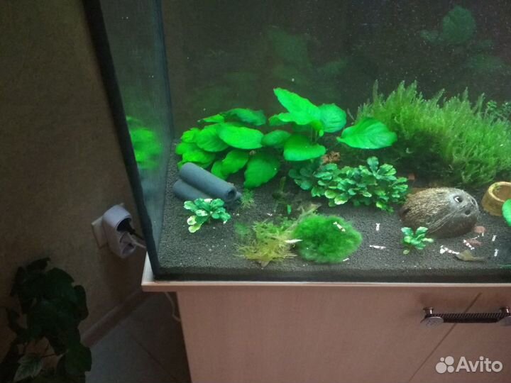 Креветки аквариумные - чёрные кристаллы