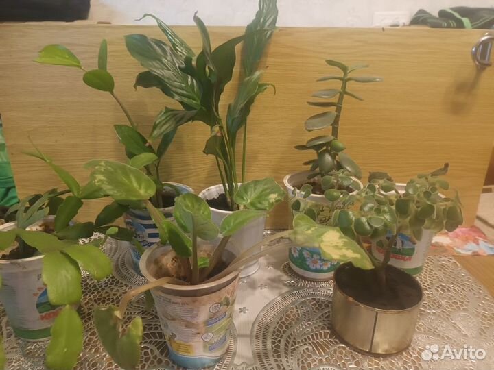 Комнатные цветы