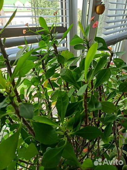 Молочай миля,молочай эуфорбия