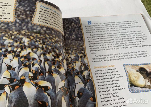 Арлингтон, Лэнгдон. Пингвины. 2008