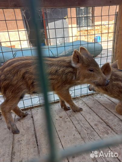 Поросята отец дикий кабан мать лондрас