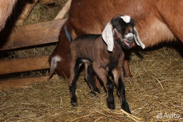 Нубийские козлята