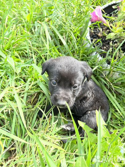 Собака в добрые руки щенок мальчик