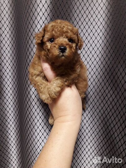 Щенки пуделя