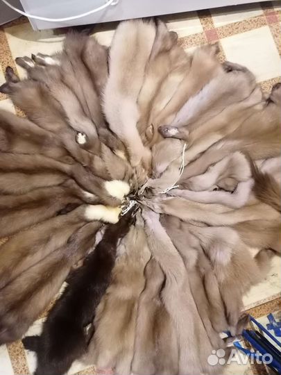 Шкуры куницы