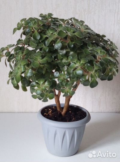 Аихризон-дерево любви. Толстянка-денежное дерево