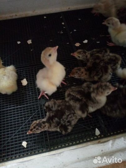 Петухи, молодняк