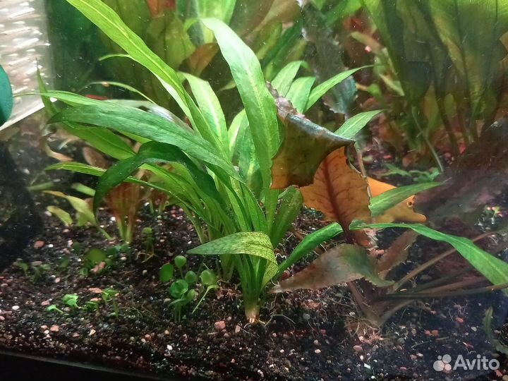 Живые растения для аквариума