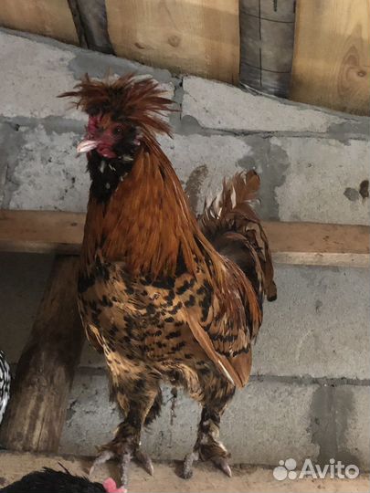 Петухи Павловское золото и Виандот