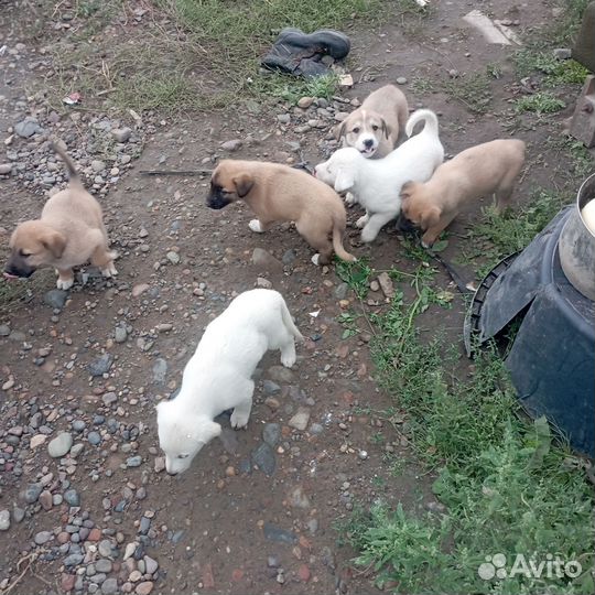 Отдам бесплатно в хорошие руки