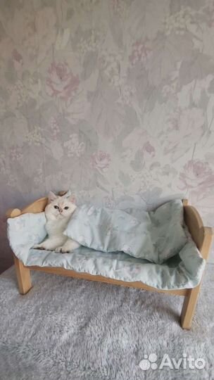 Шотландская принцесса