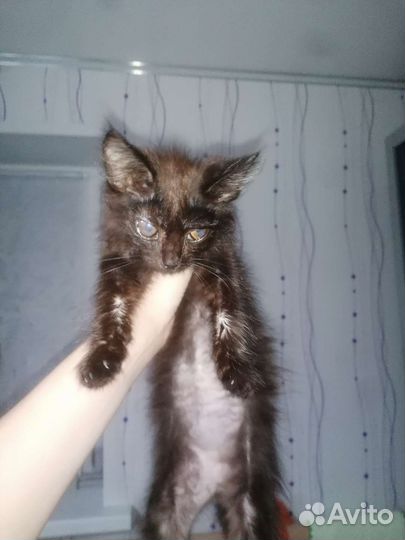 Помогите котёнку