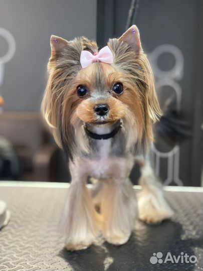 Стрижка собак и кошек