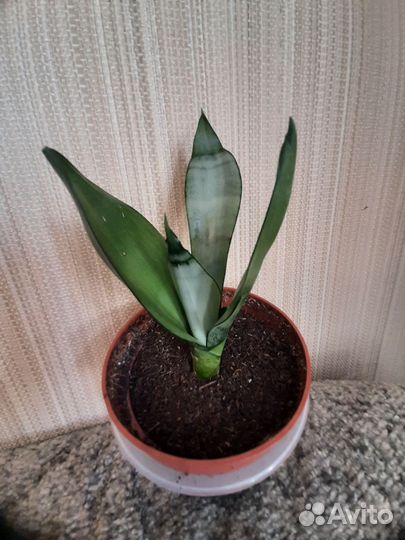 Сансевьерия 