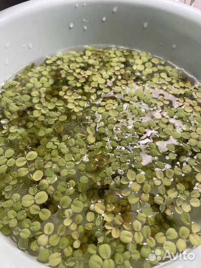 Аквариумное растение