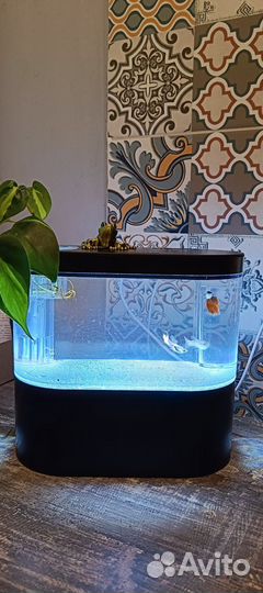 Аквариум с рыбками 2л