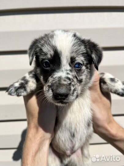 Щенки лайки