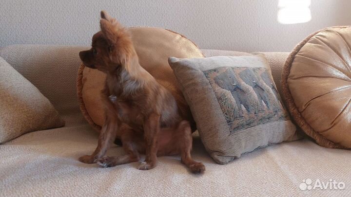 Чихуахуа мальчик