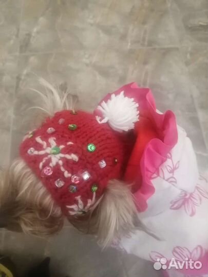 Одежда и обувь для йорка