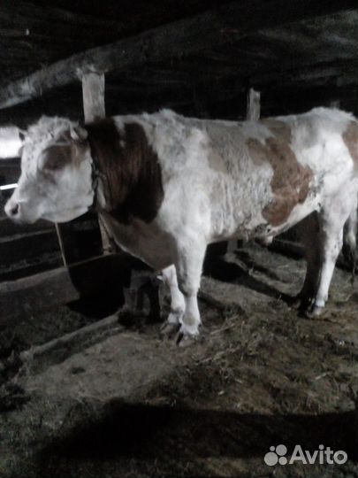 Племенные быки