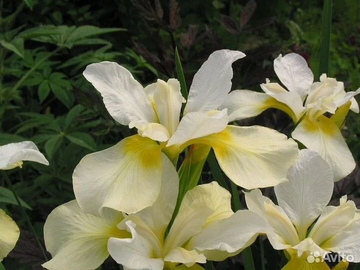 Ирис сибирский dreaming orange