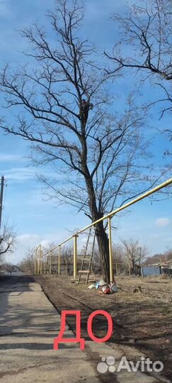 Профессиональный спил деревьев