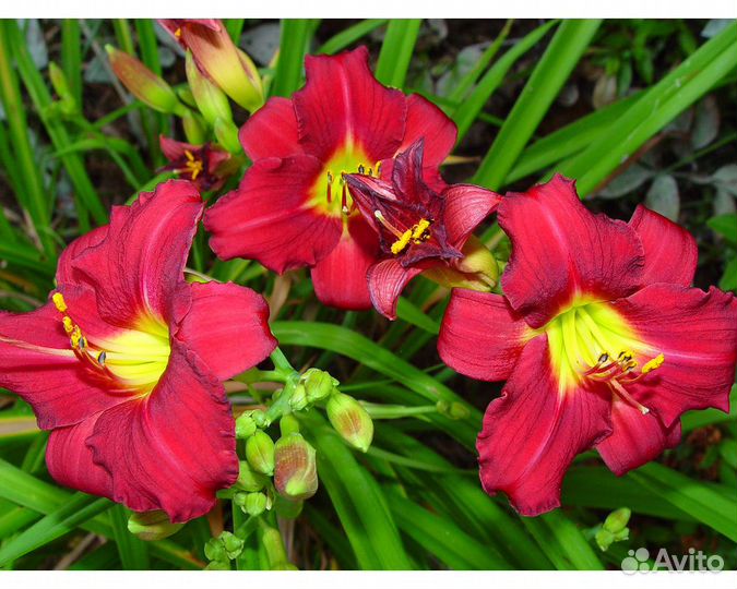 Лилейник Pardon Me