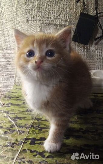 Котёнок подкидош девочка