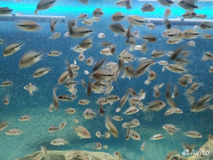 Рыбки вьеха