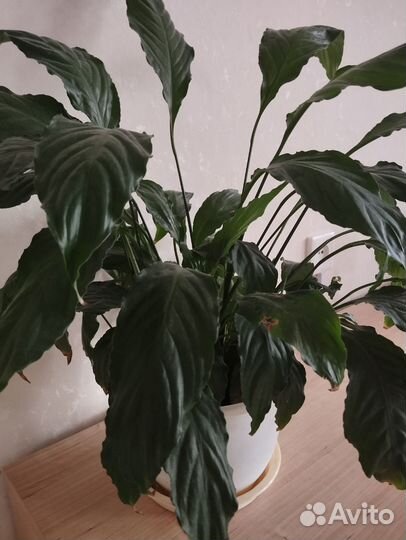 Спатифиллум