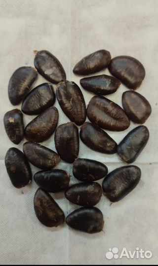 Азимина семена