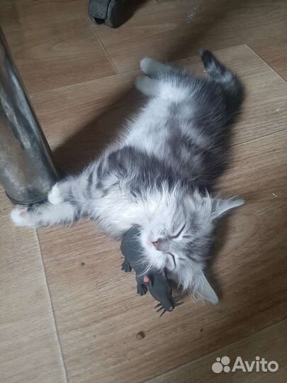 Пушистый котенок в добрые руки