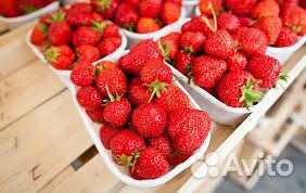 Сотрудник на Теплицу. Сборщик клубники