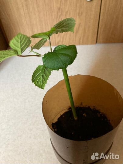 Ежевика без шипов