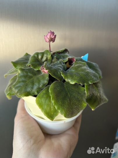 Фиалка стартер