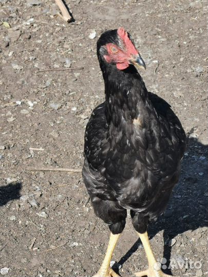 Молодые петухи