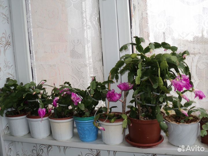 Комнатные растения