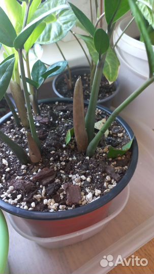 Комнатные цветы