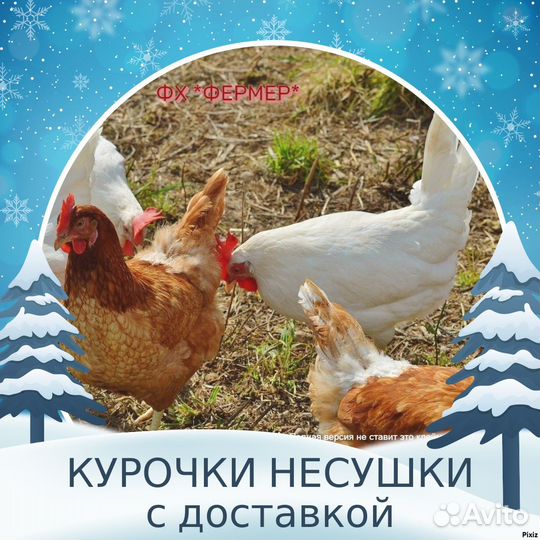 Несушки Ломан- Кубань7