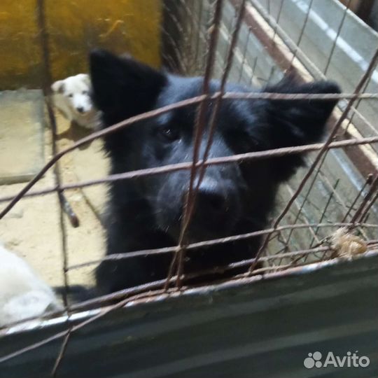 Собака в отлове