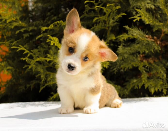 Щенки корги