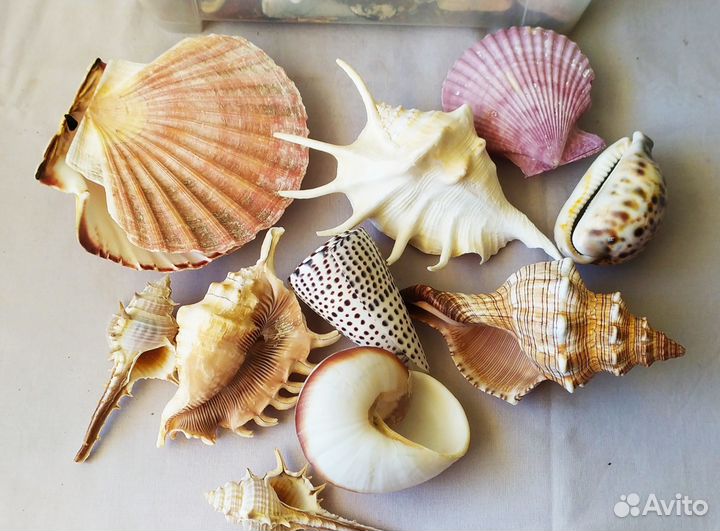 Морские раковины для дизайна интерьера