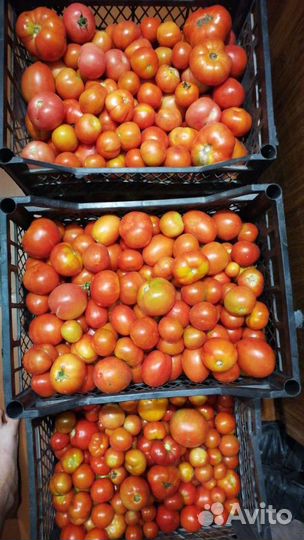 Помидоры
