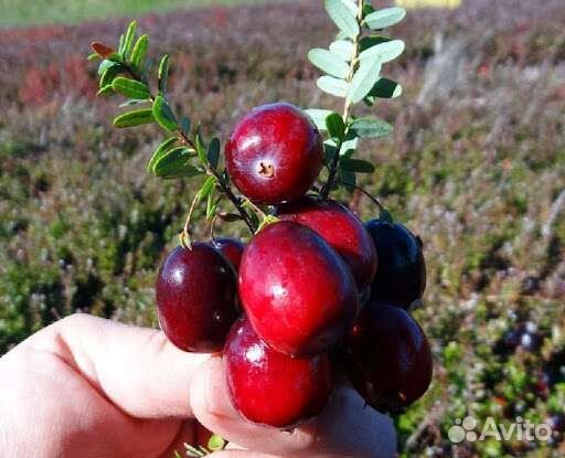 Клюква крупноплодная саженцы
