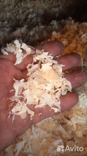 Опилки сухие стружка