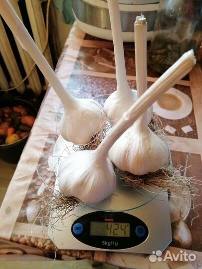 Чеснок Даниловский