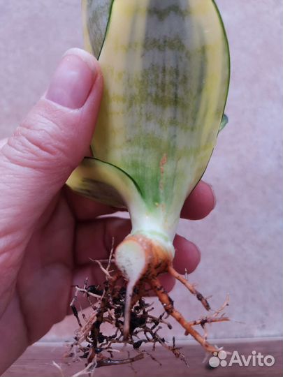 Сансевиерия ханни Люсиль Полан