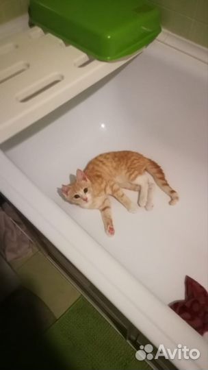 Классный котенок Сема